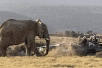Game Drive, River Lodge, Kariega Game Reserve