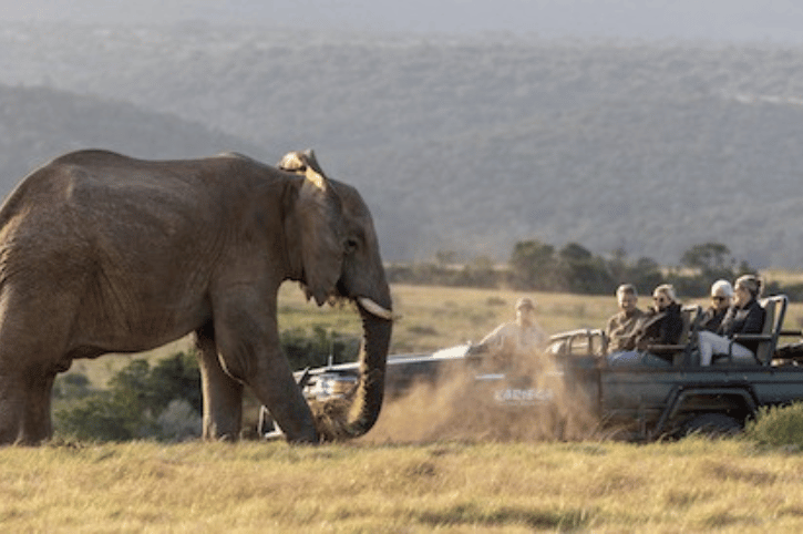 Game Drive, River Lodge, Kariega Game Reserve