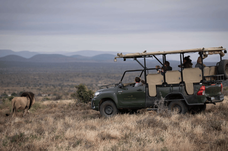 Game Drive, Kuzuko Lodge, Addo