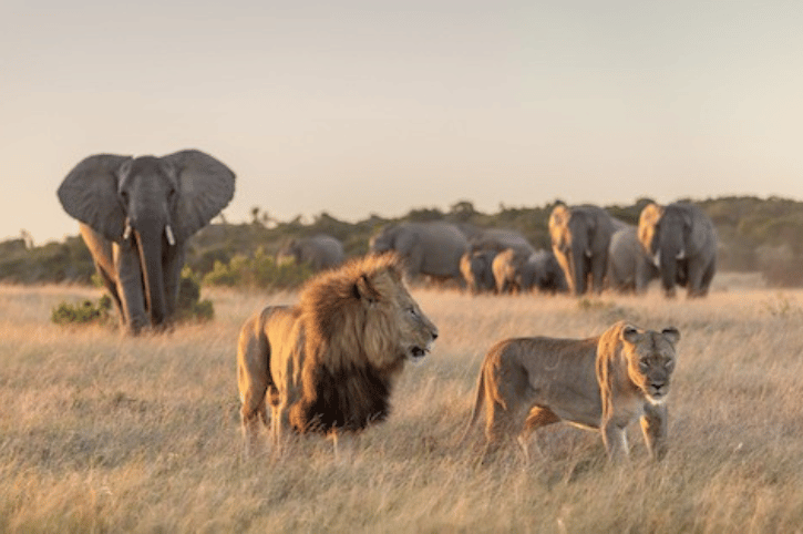 Game drive, River Lodge, Kariega Game Reserve