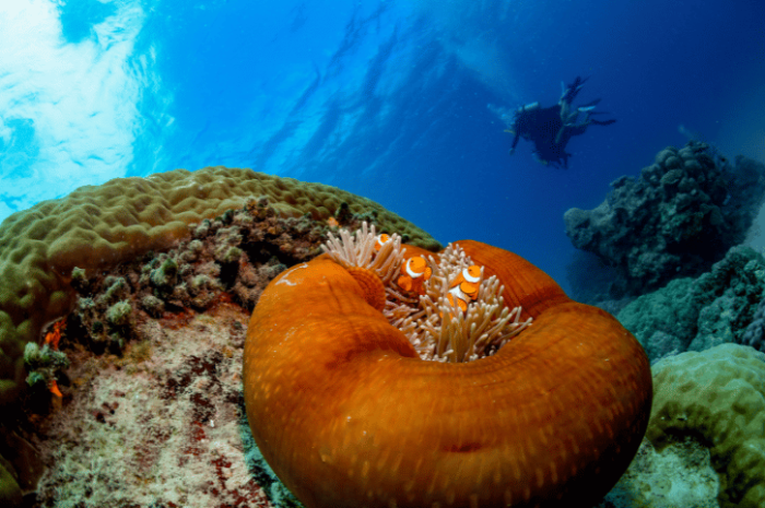 Down Under Cruise and Dive Barrier Reef luxury cruise