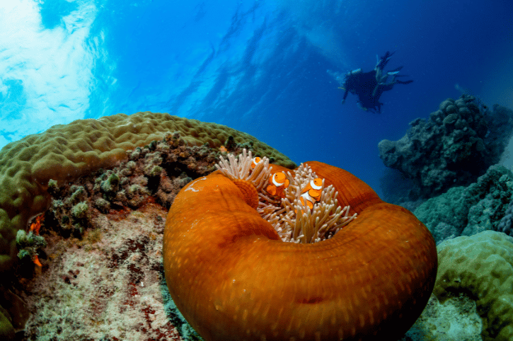 Down Under Cruise and Dive Barrier Reef luxury cruise