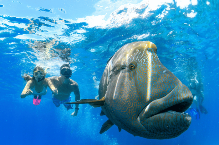 Snorkelling, Great Barrier Reef