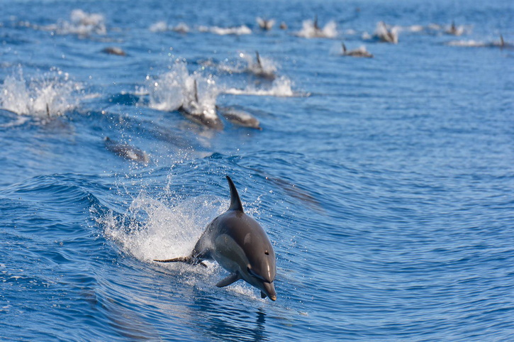 Auckland Whale & Dolphin Eco-Safari, New Zealand