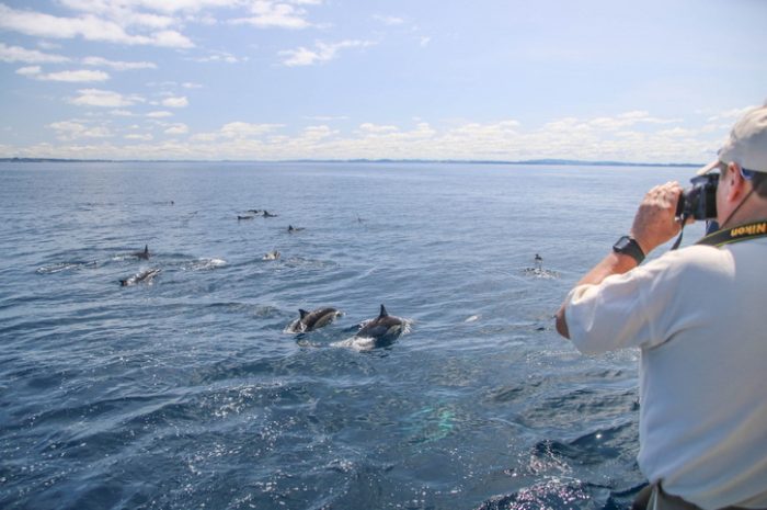 Auckland Whale & Dolphin Eco-Safari, New Zealand