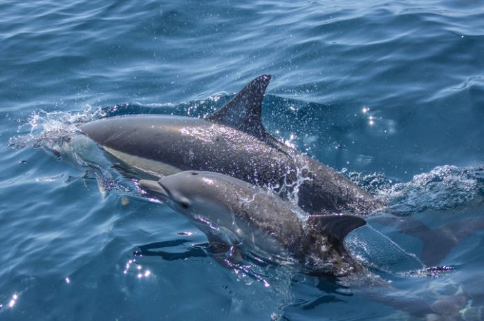 Auckland Whale & Dolphin Eco-Safari, New Zealand