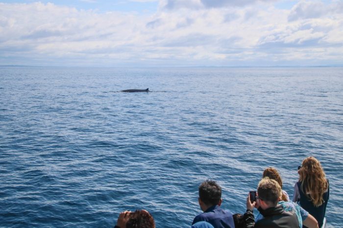 Auckland Whale & Dolphin Eco-Safari, New Zealand