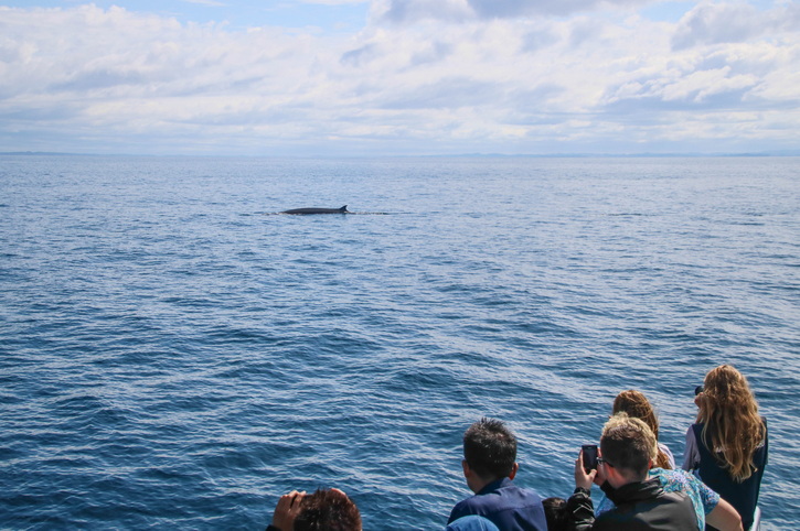 Auckland Whale & Dolphin Eco-Safari, New Zealand