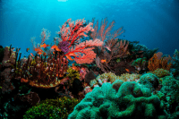 Great Barrier Reef, Australia