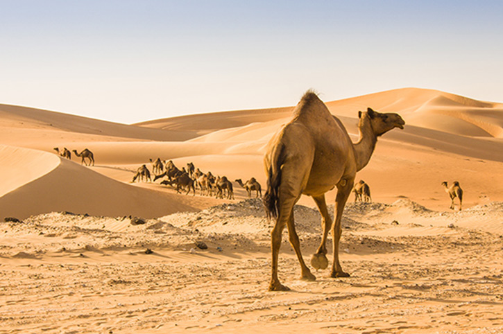 Camel, Abu Dhabi