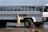 Churchill Tundra Buggy Polar Bear, Canada