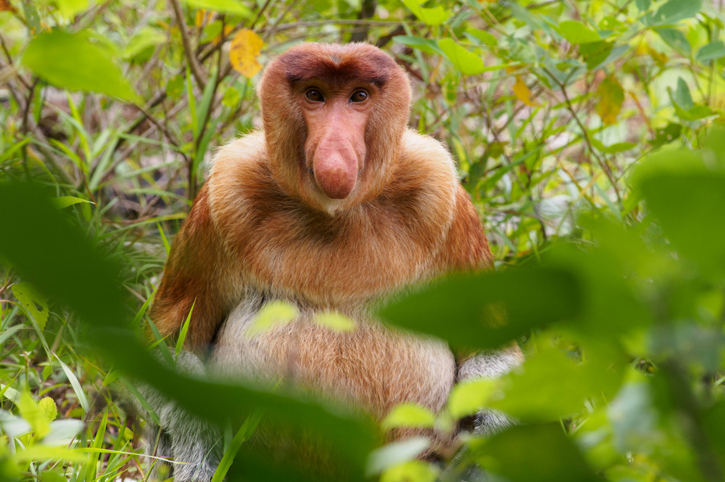 Probiscis Monkey, Semenggoh Wildlife Rehabilitation Centre, Sarawak, Borneo