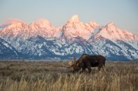 Bull Moose in Grand Teton National Park