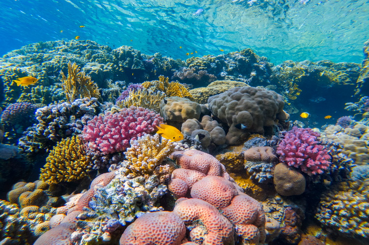 Coral Reef, Fiji
