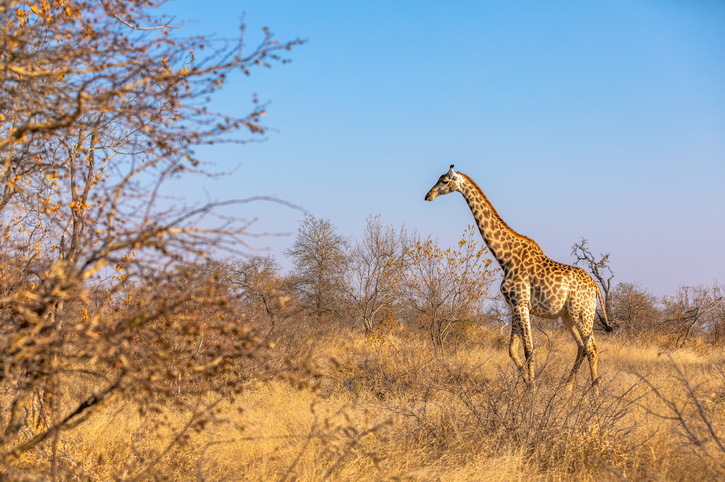 Timbavati Game Reserve, South Africa