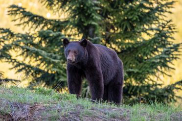 Bear, Whistler, BC, Canada