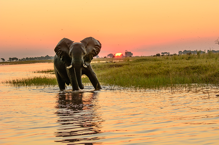 African elephant, Chobe River