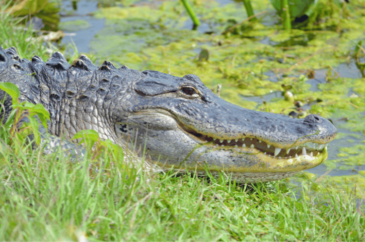 American Alligator, Lake Apopka Wildlife Drive, Florida