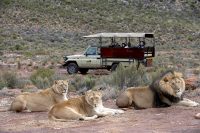 Viewing lions on a game drive, Aquila Game Reserve, Western Cape, South Africa