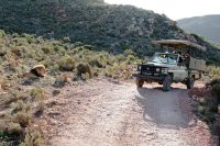 Lions spotted on a game drive, Aquila Game Reserve, Western Cape, South Africa