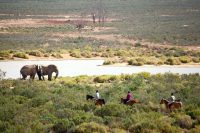 Viewing elephants on horseback, Aquila Game Reserve, Western Cape, South Africa