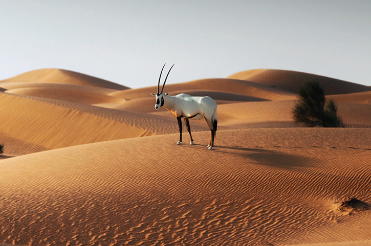 Arabian oryx, Dubai