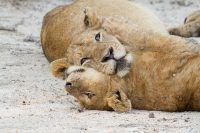 Game drive, Arathusa Safari Lodge
