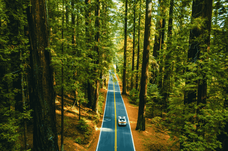 Avenue of Giants, Humboldt Redwoods State Park
