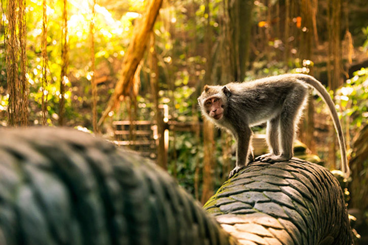 Monkey Forest, Bali