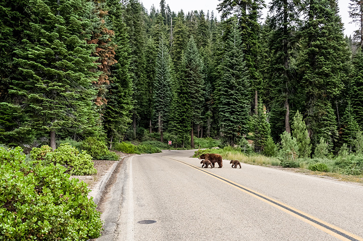 Bears, Canada