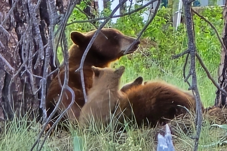 Bears, Lake Tahoe, California, USA