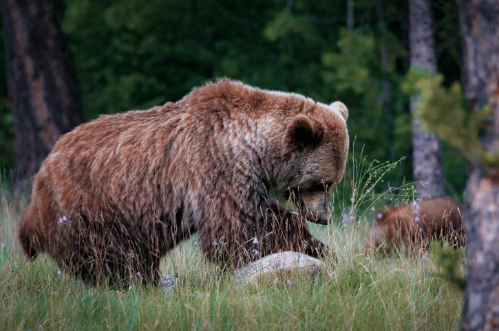 Bears in Jasper National Park, Alberta