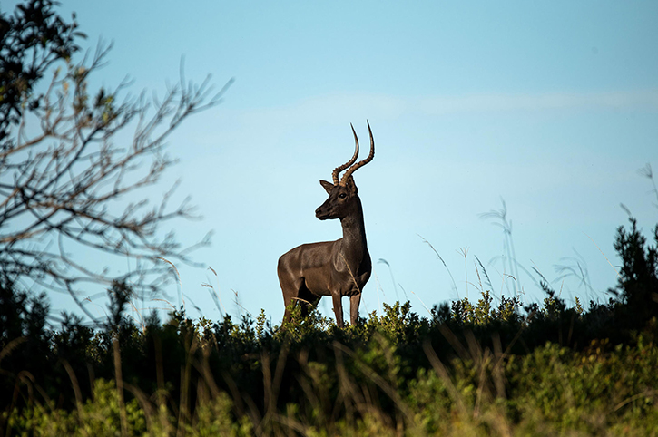 Black Impala, Oceana Wildlife Reserve