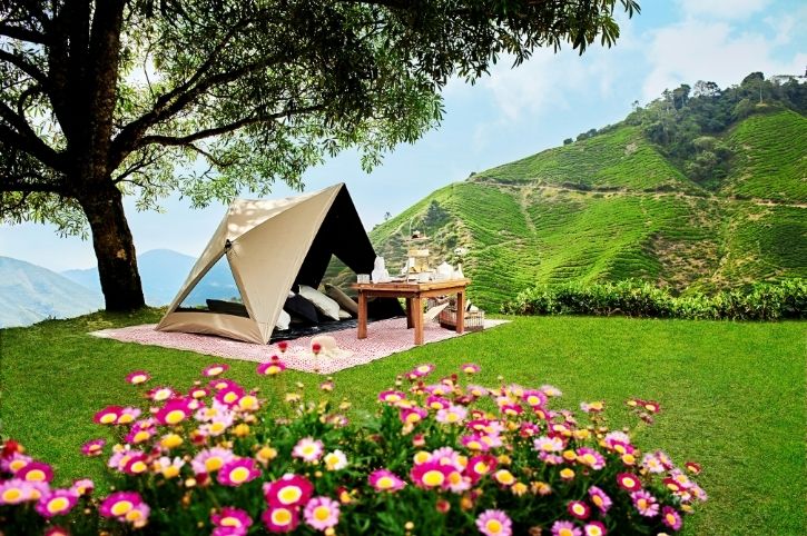 Boh Tea Gardens Picnic, Cameron Highlands Resort