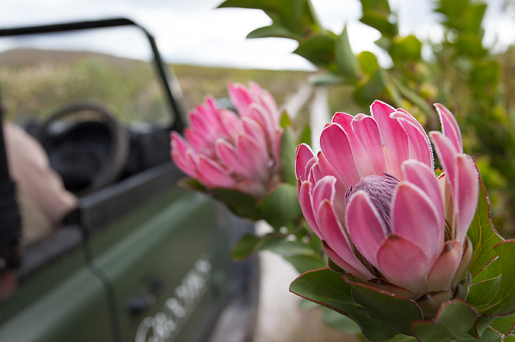 Fynbos, 4x4 nature safari, Grootbos Nature Reserve, Western Cape, South Africa