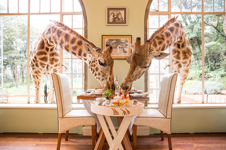Breakfast with giraffes, Giraffe Manor