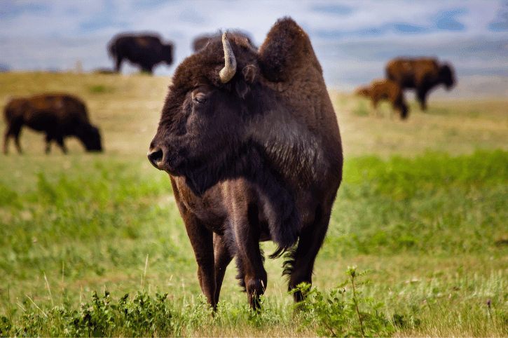 Buffalo at Head Smashed In Buffalo Jump, Alberta