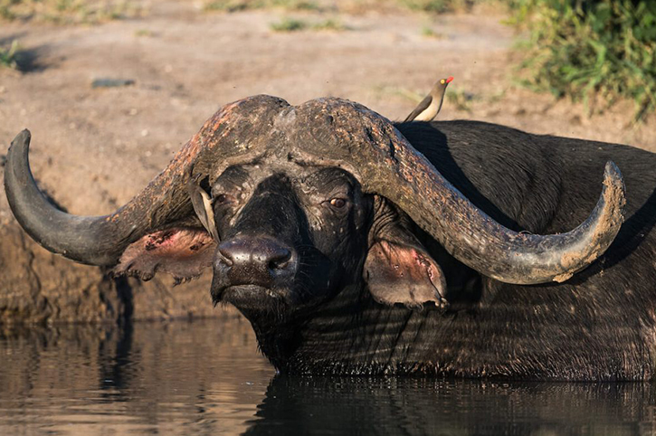 Buffalo, Kruger Shalanti, Kruger National Park, South Africa