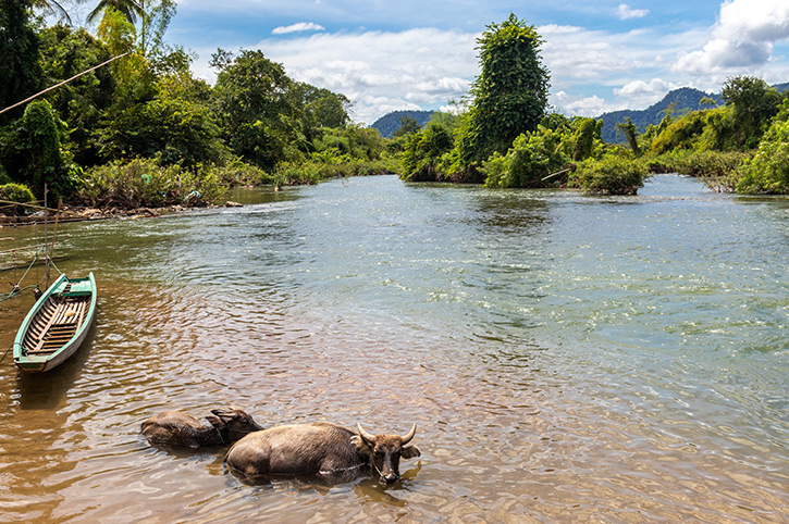 Buffalo bathing in 4000 Islands, Si Phan Don, Loas