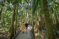 Cairncross Scenic Reserve, Sunshine Coast