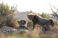 Cheetah & Cub, Sanbona Wildlife Reserve, Eastern Cape, South Africa