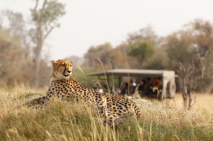 Best Countries for a Safari: Your Guide to African Adventure