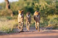 Cheetahs, Kruger National Park