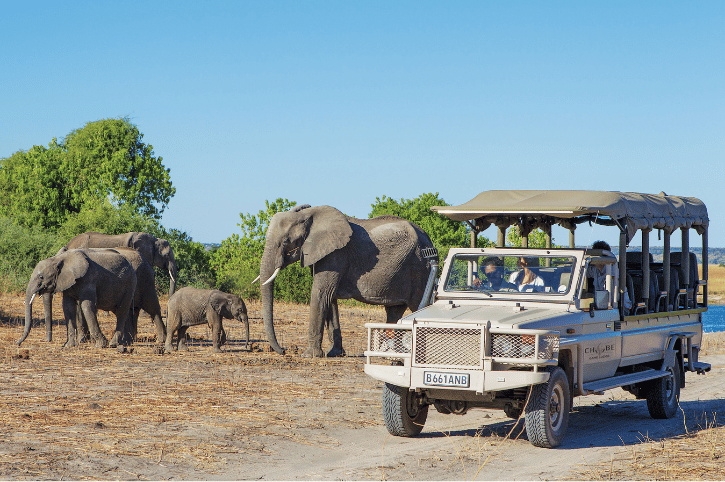 Chobe Game Lodge Elephants on Game Drive