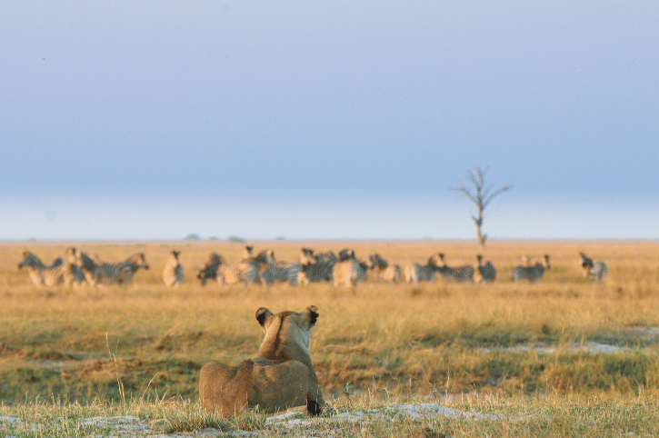 Chobe Game Lodge Lions on Safari