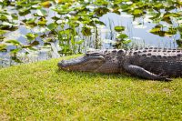 Crocodile in the Florida Everglades