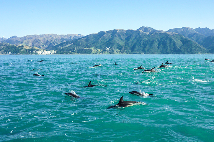 Dolphins, Kaikoura