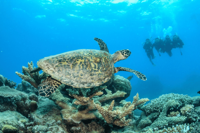 Down Under Cruise and Dive Barrier Reef luxury cruise