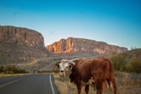Driving through Big Bend National Park, Texas, America