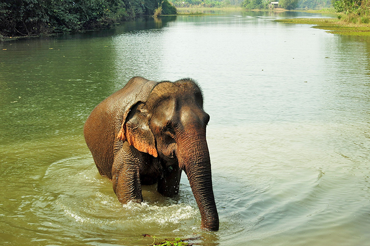 Elephant bathing in the river, Sainyabuli Elephant Conservation Centre, Laos